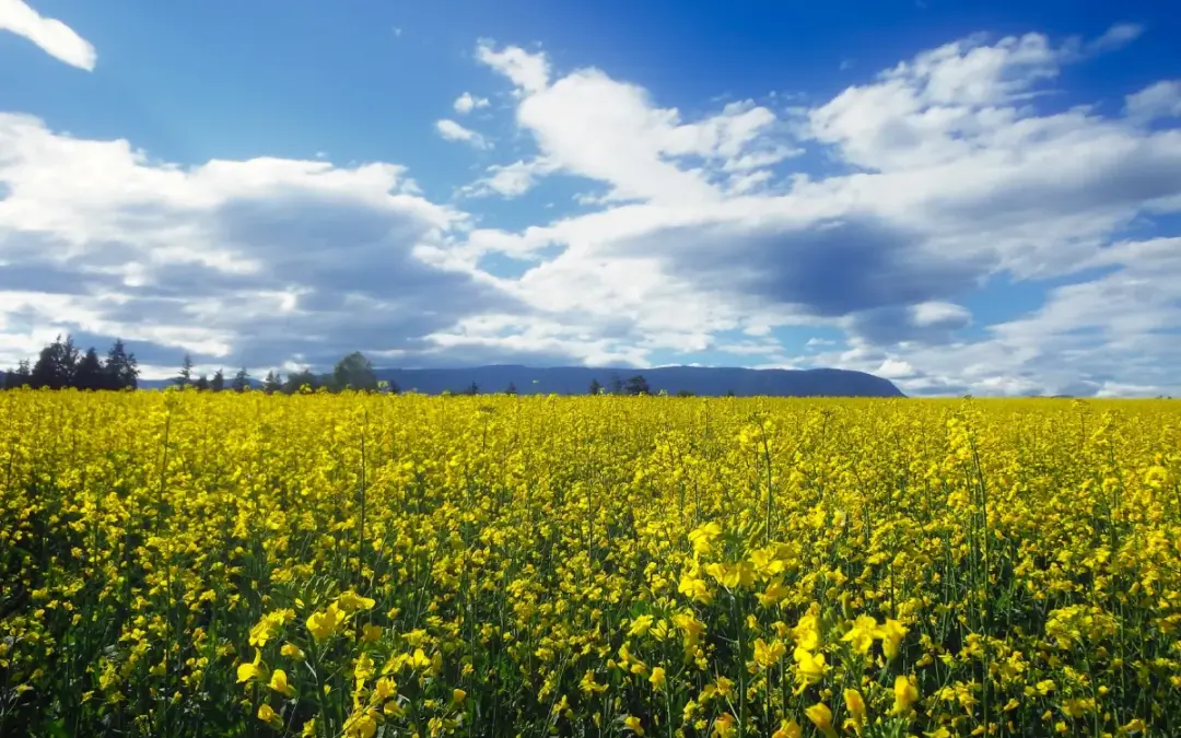 How to Start a Small-Scale Farm: Tips for Beginners